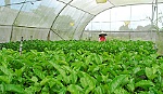 Cần có giải pháp để cây ăn trái thích ứng với biến đổi khí hậu