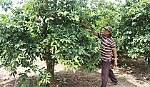 Hướng đi mới cho vùng đất khó Bình Đông