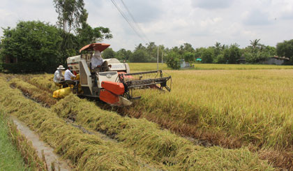 Các huyện, thị phía Đông khẩn trương thu hoạch lúa hè thu để kịp thời vụ xuống giống lúa thu đông.                                                                                                                                                                               Ảnh: MINH THÀNH