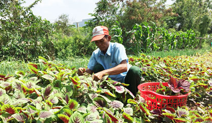 Ông Sánh thu hoạch rau.