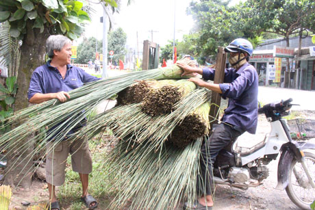 Bàng là loại cây dễ trồng, ít sâu bệnh và cho thu nhập ổn định.