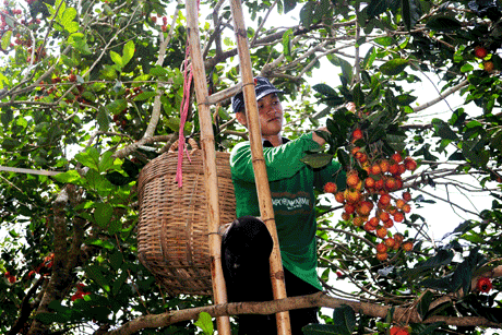 Nông dân thu hoạch chôm chôm.