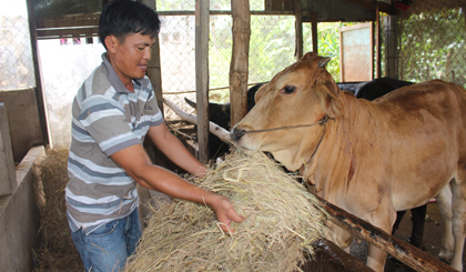 Chăn nuôi bò, dê thích ứng với điều kiện biến đổi khí hậu.