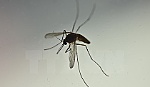 Virus Zika gây ra nhiều dị tật bẩm sinh sau khi biến đổi gene