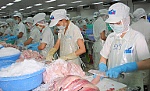 Giá cá tra nguyên liệu tại Đồng bằng sông Cửu Long tăng mạnh