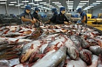Tìm giải pháp cho việc cá tra xuất sang Mỹ sụt giảm kim ngạch