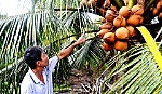 Trồng dừa Mã Lai cho thu nhập cao