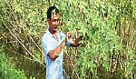 Trồng bông điên điển trong mùa nước nổi