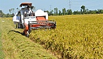 Phát triển Đồng bằng sông Cửu Long, giải pháp từ cây lúa