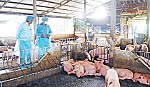 Liên kết chuỗi mở lối ra cho tiêu thụ nông sản