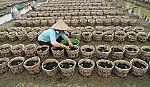 Hoa màu, cây trái thiệt hại nặng sau mưa