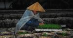 Người trồng hoa vất vả vì mưa lớn và kéo dài