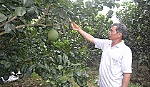 Vươn lên làm giàu nhờ bưởi da xanh