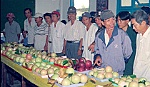 Chuẩn bị  xuất khẩu trái vú sữa sang Hoa Kỳ