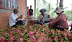 Giá thanh long giảm mạnh