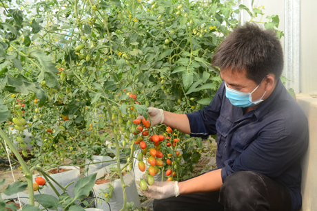 Mô hình trồng cà chua bi trong nhà kính của Trung tâm Kỹ thuật  và Công nghệ sinh học Tiền Giang.
