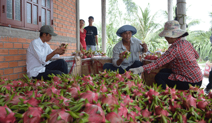 Thương lái thu mua Thanh Long của vưởn nhà ông Yêm.