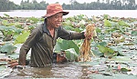 Trồng sen mùa nước nổi cho thu nhập khá