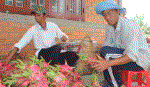 Thanh long giảm giá, người trồng vẫn còn lãi