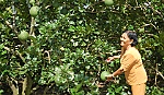 Đảng bộ xã Song Bình: Tập trung lãnh đạo phát triển kinh tế nông nghiệp