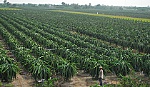 Triển vọng cây thanh long trên vùng đất mặn