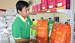 Liên kết sản xuất gắn với chuỗi giá trị hạt gạo