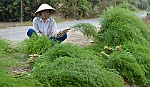 Niềm vui cuối năm của xã Bình Phan