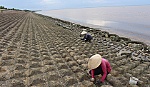 Thông tin vỡ đê biển Gò Công là không chính xác
