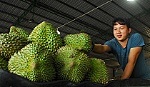 Thương lái mua sầu riêng 