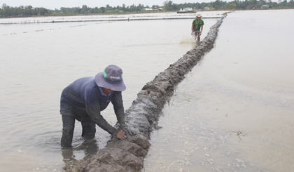 Giá vật tư nông nghiệp tăng, nông dân phải “cõng” thêm chi phí.