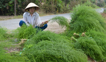 Hoa màu là một trong những thế mạnh kinh tế của xã Bình Phan.                                                                                      Ảnh: NGÔ TÔNG