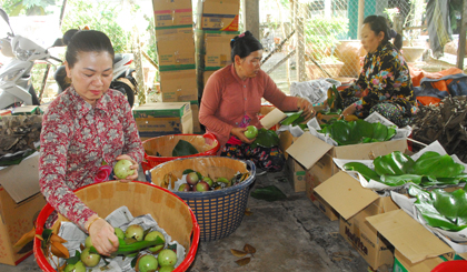Một cơ sở thu mua trái cây ở xã Vĩnh Kim, huyện Châu Thành chọn vú sữa Lò Rèn loại I để xuất đi các tỉnh.
