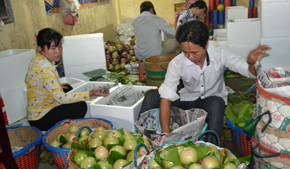 Triển vọng mới cho trái vú sữa.