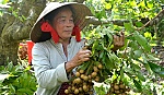 Về Nhị Quý nhớ mùi nhãn chín