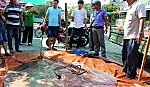 Bắt được cá đuối 220kg trên sông Tiền