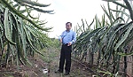 Trồng Thanh Long trên giàn: Chi phí thấp, năng suất cao
