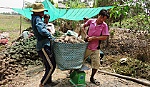 Huyện Tân Phước chú trọng phát triển cây trồng chủ lực