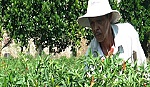 Cái Bè: Ớt hút hàng, tăng giá