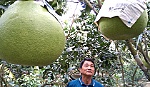 Bưởi Thúng đón tết