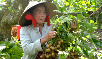 Nông dân chán nản vì giá nhãn da bò quá thấp. 