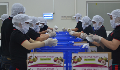 Đóng gói lô trái vú sữa đầu tiên xuất khẩu sang thị trường Hoa Kỳ.