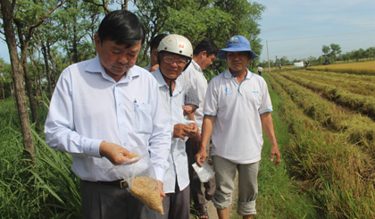 Ngày càng có nhiều mô hình sản xuất, kinh doanh thực phẩm an toàn.