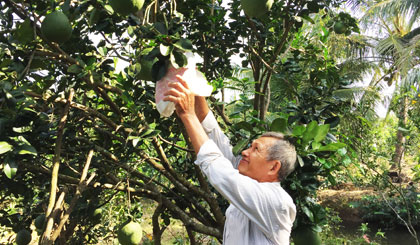 Nông dân bao trái để vỏ bưởi đẹp, bán được giá cao.