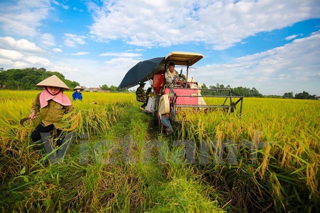 Thu hoạch lúa. (Ảnh: Vietnam+)