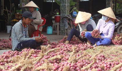 Nhiều người có thêm thu nhập từ nghề “ăn theo” mùa hành tím.