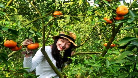 Nằm bên dòng sông Hậu được phù sa bồi đắp nên đất đai màu mỡ, huyện Lai Vung (Đồng Tháp) được biết đến là “vương quốc” quýt với những vườn quýt sum suê, trĩu quả, màu sắc bắt mắt, hương vị ngọt lịm.