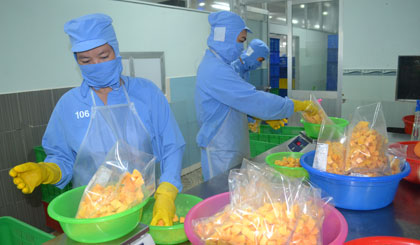 Chế biến xuất khẩu trái cây vẫn còn nhiều hạn chế.