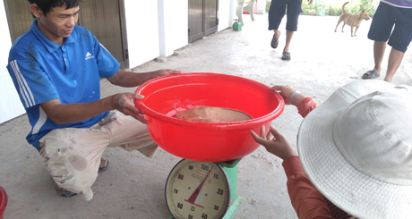 Người dân đem cân con cá lạ.