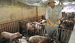 Người nuôi không mặn mà với heo, gà tết