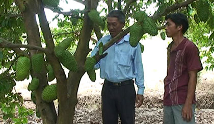 Mô hình trồng mãng cầu Xiêm đạt hiệu quả kinh tế cao tại ấp Gảnh.